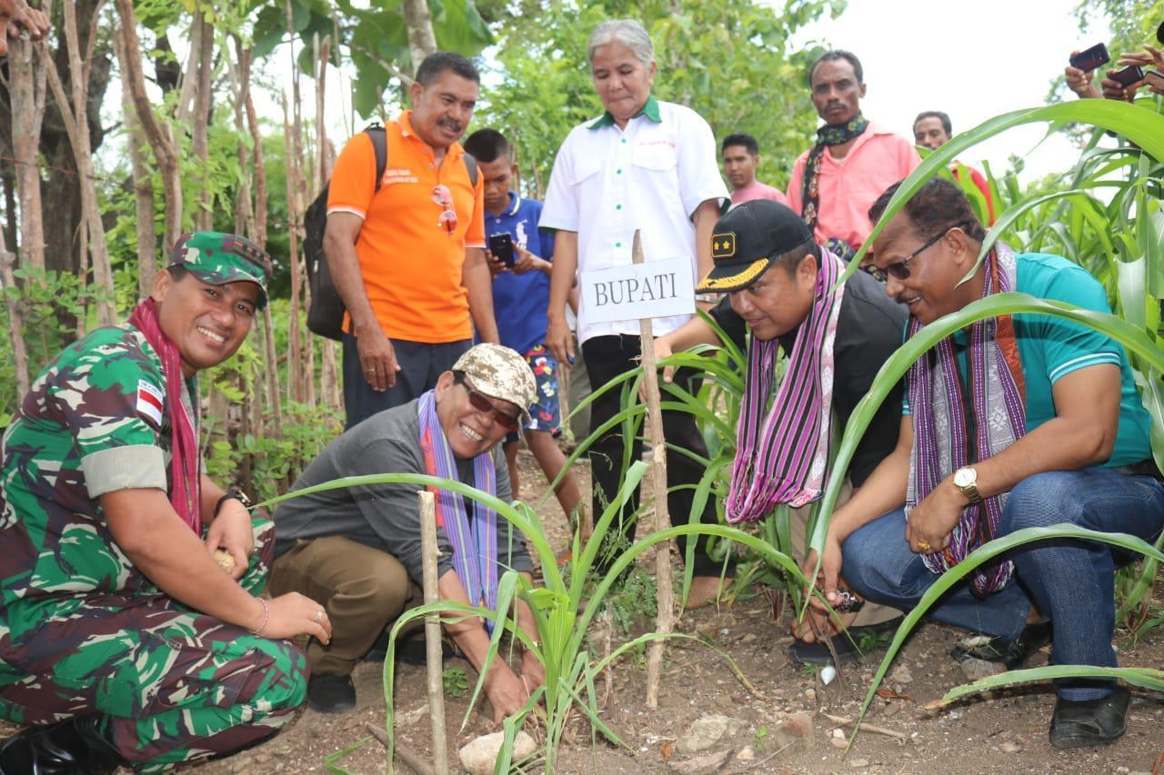 Bupati Kupang sedang menanam Lantoro Teramba di Camplong kabupaten Kupang Sabtu (1/2)